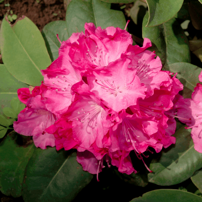 Rhododendron 'Germania' 2L /5L -