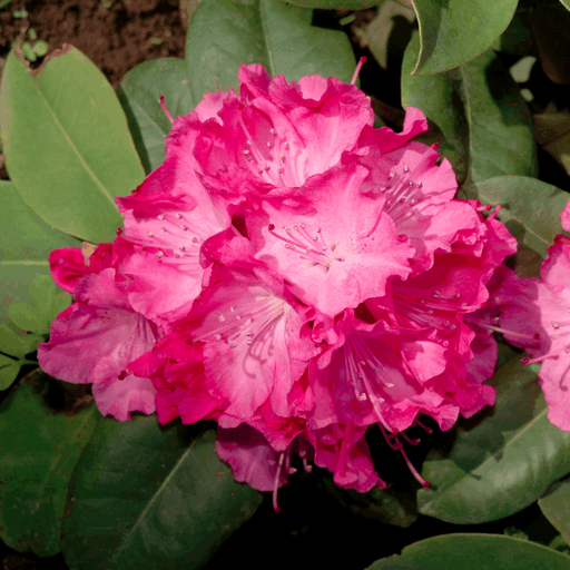 Rhododendron 'Germania' 2L /5L -