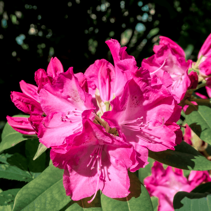 Rhododendron 'Germania' 2L /5L -