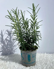 Rosemary officinalis (8cm/1.5L) -