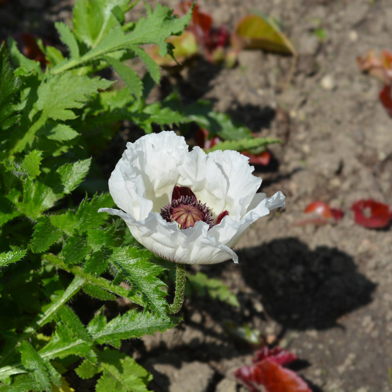 Papaver orientale 'Royal Wedding' | Oriental Poppy 9cm/2L -