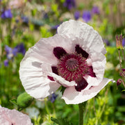 Papaver orientale 'Royal Wedding' | Oriental Poppy 9cm/2L -