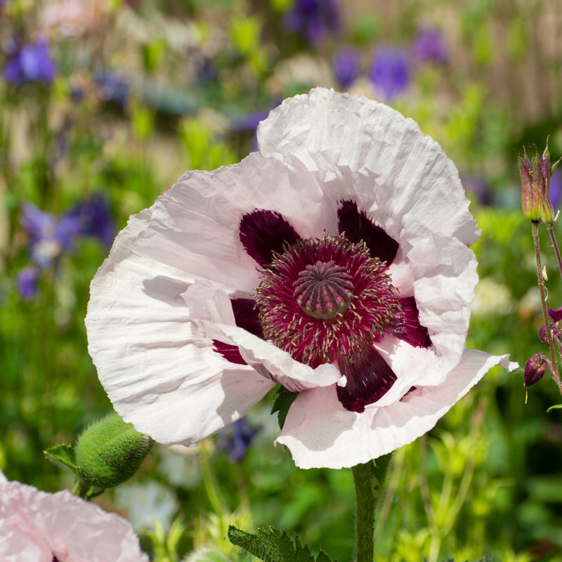 Papaver orientale 'Royal Wedding' | Oriental Poppy 9cm/2L -