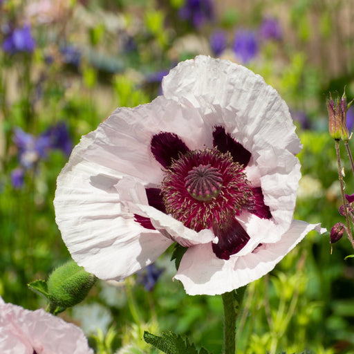 Papaver orientale 'Royal Wedding' | Oriental Poppy 9cm/2L -