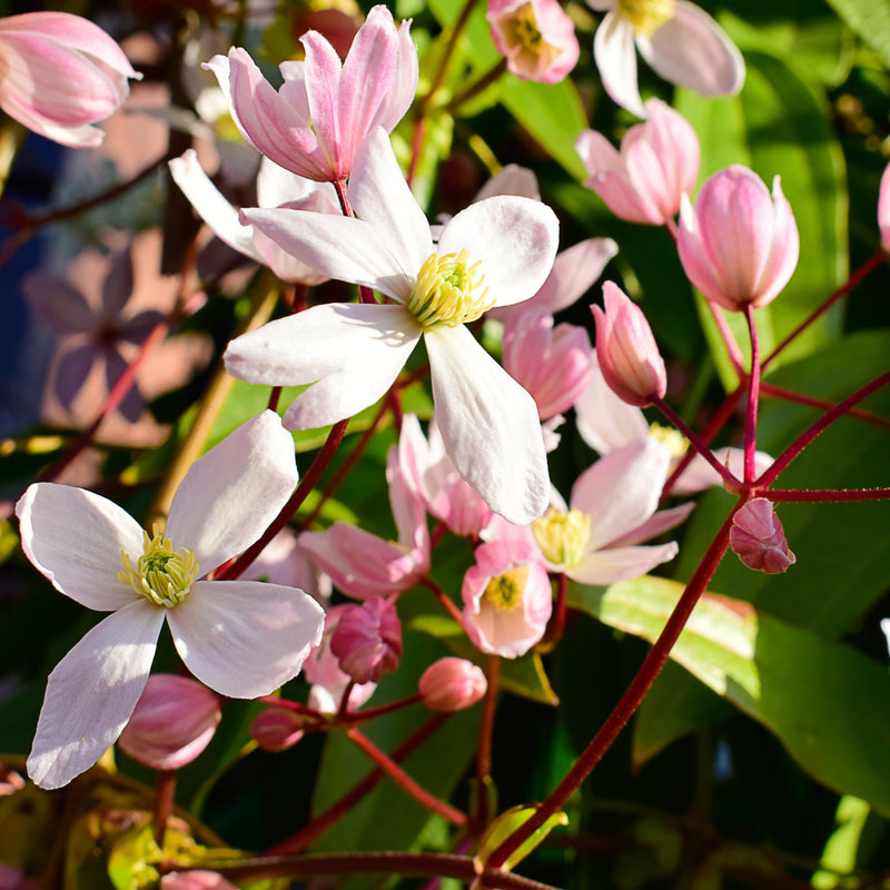 Clematis armandii - Hendersonii Rubra (Evergreen) -