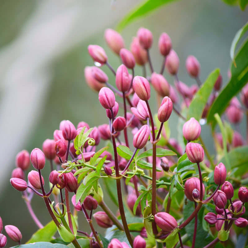 Clematis armandii - Hendersonii Rubra (Evergreen) -