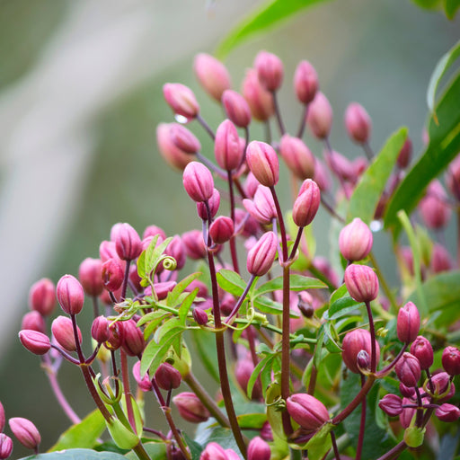 Clematis armandii - Hendersonii Rubra (Evergreen) -