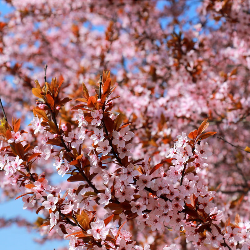 Ornamental Flowering Cherry Blossom Tree Dwarf - Nipponica 'Ruby' -