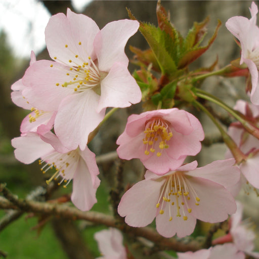 Ornamental Flowering Cherry Blossom Tree Dwarf - Nipponica 'Ruby' -