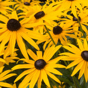 Rudbeckia fulgida Goldstrum 9cm-2L -