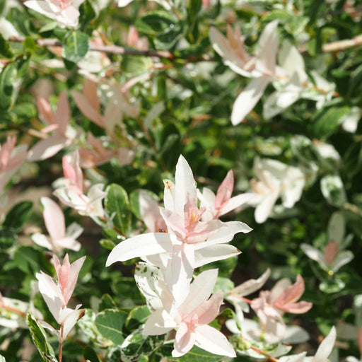 Salix integra 'Flamingo' Shrub 9cm / 1L / 1.5L -