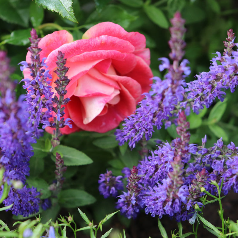 Salvia - Blue Bouquetta 1.5L -