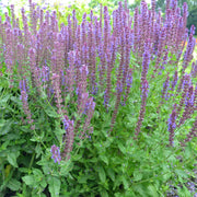 Salvia nemorasa 'Ostfriesland' Blue 9cm / 2L -