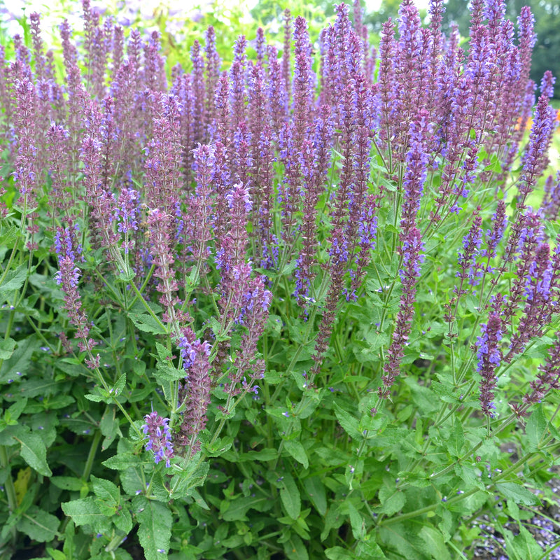 Salvia nemorasa 'Ostfriesland' Blue 9cm / 2L -