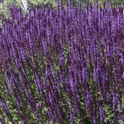 Salvia nemorasa 'Salute' Deep Blue 9cm/2L -