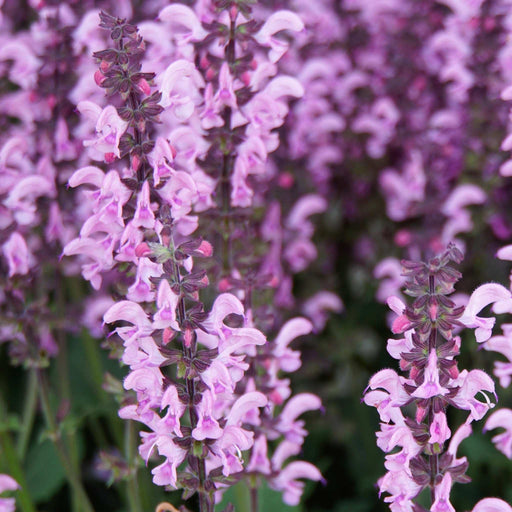 Salvia nemerosa 'Sensation Pink Rose' 9cm -
