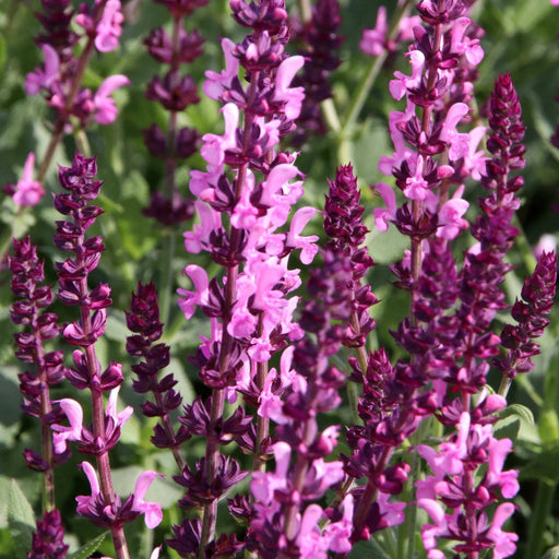 Salvia nemerosa 'Sensation Pink Rose' 9cm -