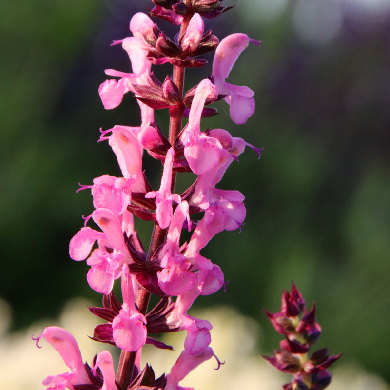 Salvia New Dimensions Rose 9cm/1.5L -