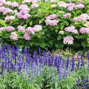 Salvia - Synchro Blue 1.5L -