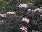 Sambucus nygra 'Black Lace' 9cm / 2L -
