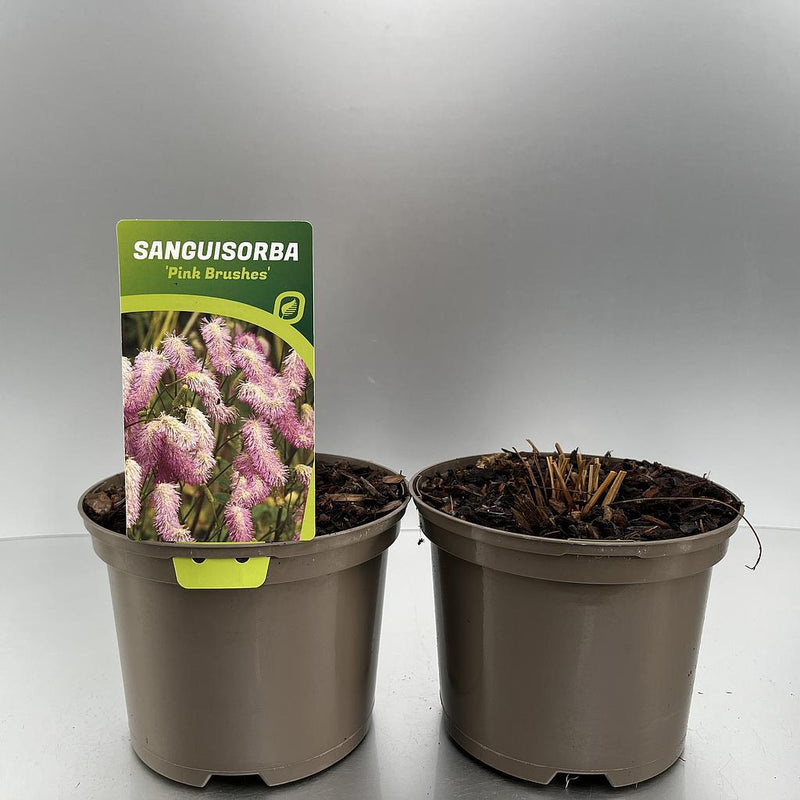Sanguisorba Pink Brushes 2L -