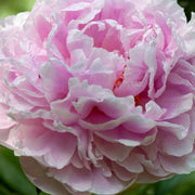 Peony 'Sarah Bernhardt' 1L -