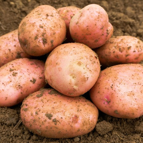 Sarpo Mira Seed Potatoes 2KG - Home & Garden > Plants > Seeds, Bulbs & Accessories > Seeds & Seed Tape > Seeds