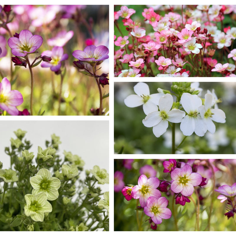 Saxifraga Mix (5 plants for £32) -