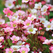 Saxifraga x Arendsii 'Early Magic Salmon' 1.5L -