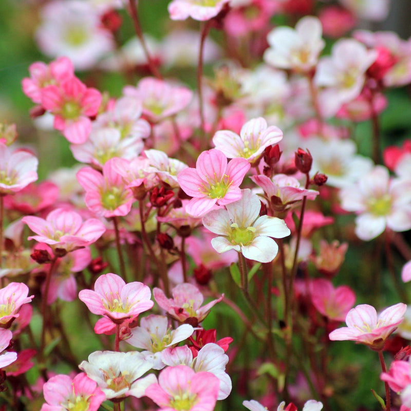 Saxifraga x Arendsii 'Early Magic Salmon' 1.5L -