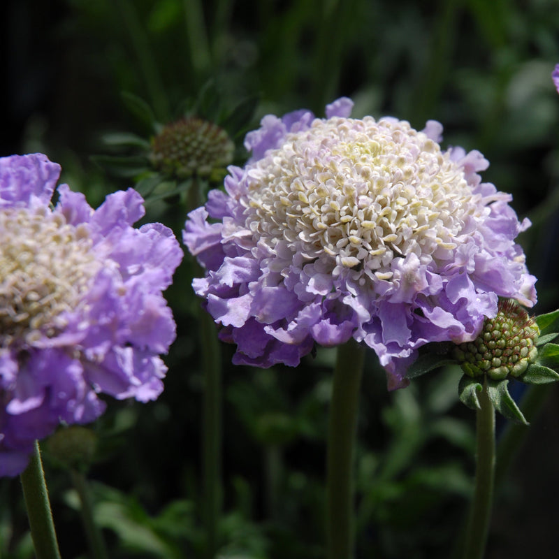 Scabious 'Blue Note' 9cm -