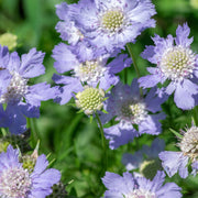Scabious 'Blue Note' 9cm -