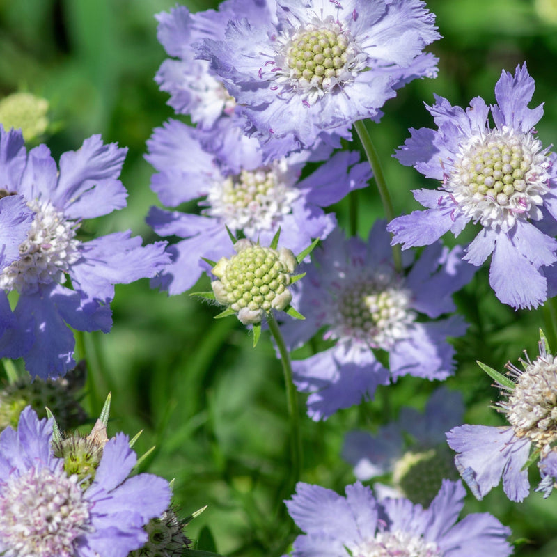 Scabious 'Blue Note' 9cm -