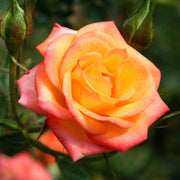 Rose Scent From Heaven | Climbing Rose | 4L Potted Rose (PRE ORDER DECEMBER '25) -
