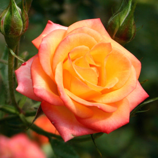 Rose Scent From Heaven | Climbing Rose | 4L Potted Rose (PRE ORDER DECEMBER '25) -