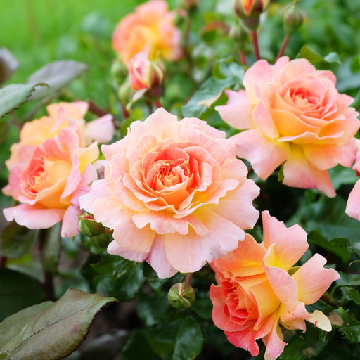 Rose Scent From Heaven | Climbing Rose | 4L Potted Rose (PRE ORDER DECEMBER '25) -