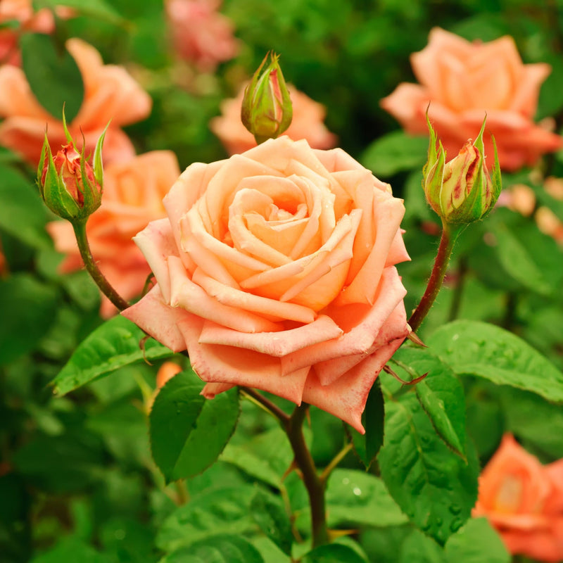 'Schoolgirl' Orange Climbing Rose -