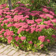 Sedum 'Autumn Joy' 9cm -