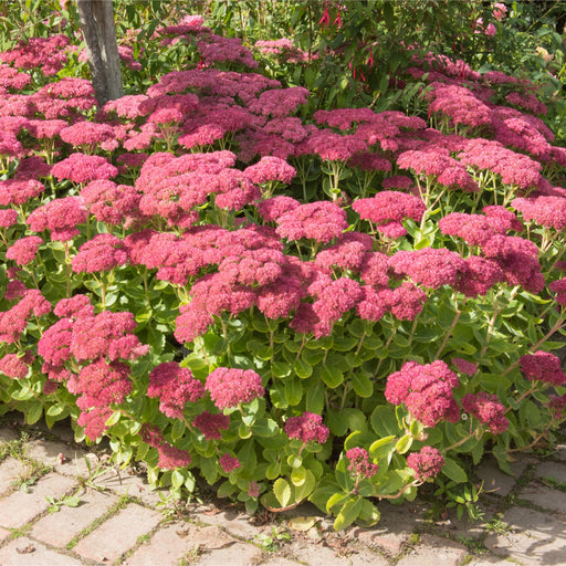 Sedum 'Autumn Joy' 9cm -