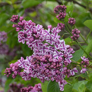 Syringa vulgaris 'Sensation' (Lilac) 2L -