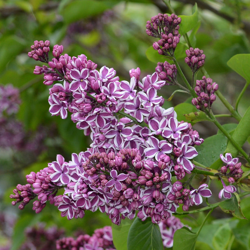 Syringa vulgaris 'Sensation' (Lilac) 2L -