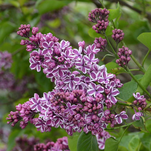 Syringa vulgaris 'Sensation' (Lilac) 2L -