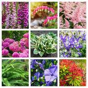 Our Hand Picked Selection of Shade Tolerant Plants -