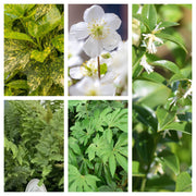 Shade Lover’s Plant Bundle (5 Plants) -