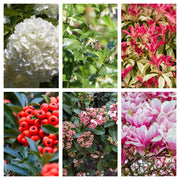 5 Shrubs for a Shady Site (5 x 9cm- 1L Shrubs) -