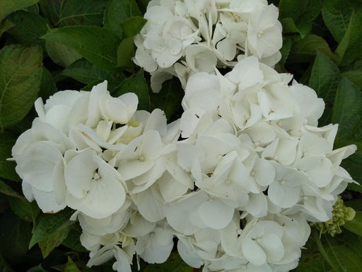 Hydrangea macrophylla 'Shakira' 9cm -