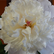 Peony 'Shirley Temple' 1L / 2L -