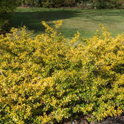 Ilex crenata 'Golden Gem' | Japanese Holly 1L -