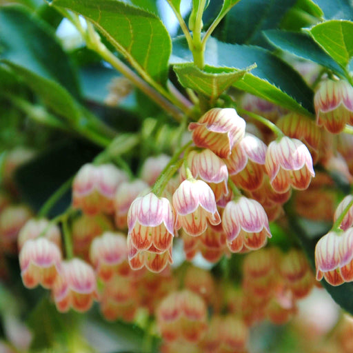 Enkianthus campanulatus 2L -
