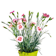 Dianthus x allwoodii 'Tequila Sunrise' 9cm